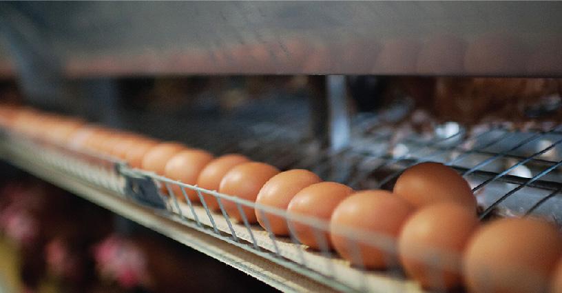 SureLay™ 96 Bird Egg Laying Cage