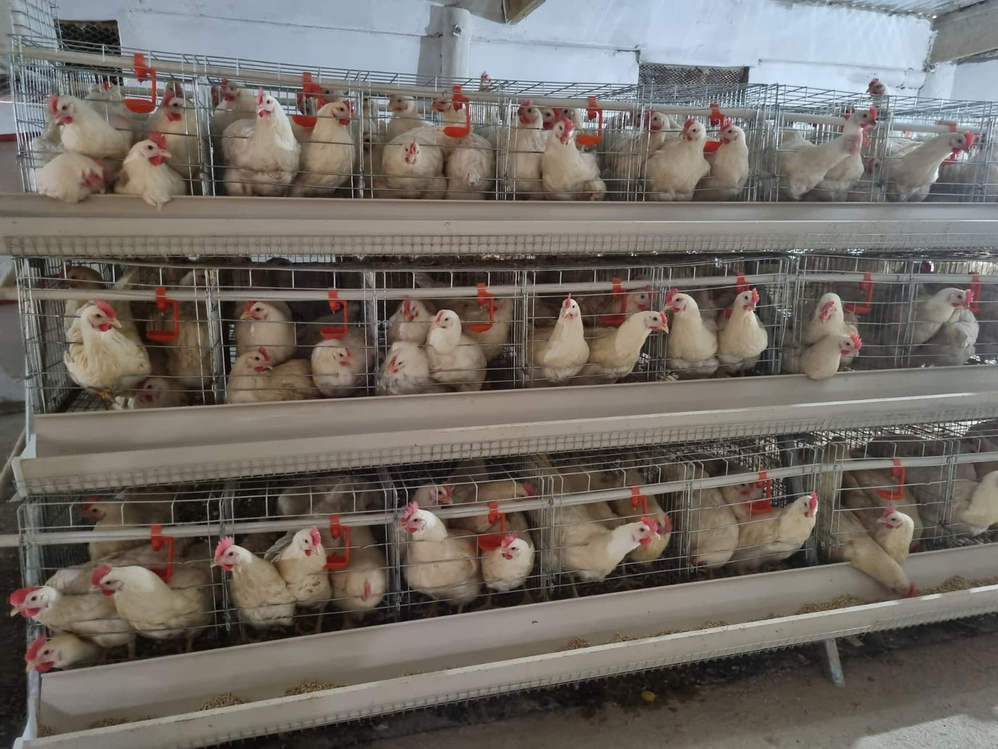 360 Bird Egg Laying Cage - Elite Poultry Equipment