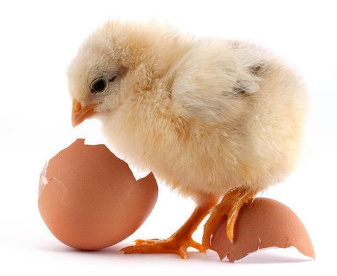Benefits to Starting a Chick Hatchery