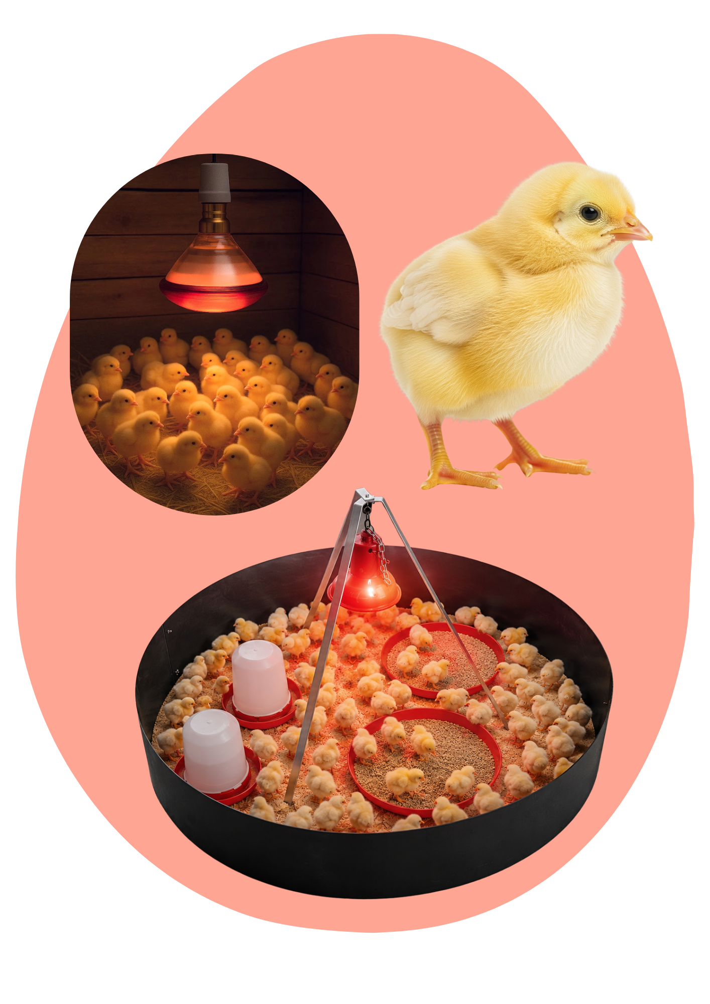 SureGrow™ - Poultry Brooders & Heaters