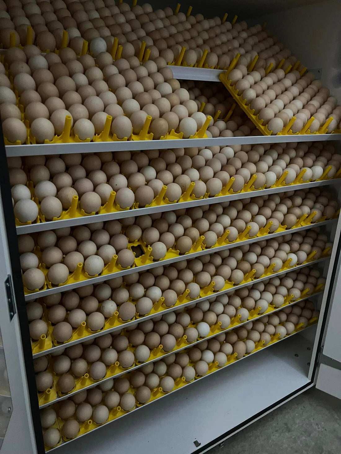2160 Egg Automatic Setter Incubator - Model SH2160 – Surehatch Poultry ...