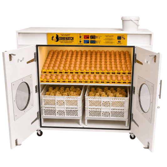 1000 I-Egg Incubator ne-Hatcher - Imodeli Yedijithali Ezenzakalelayo Ezenzakalelayo SH1000