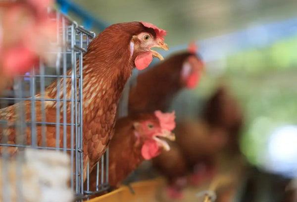 quality egg laying chickens