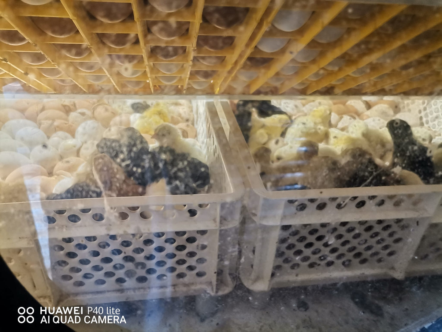 560 I-Egg Incubator ne-Hatcher - Imodeli Yedijithali Ezenzakalelayo Ephelele SH560