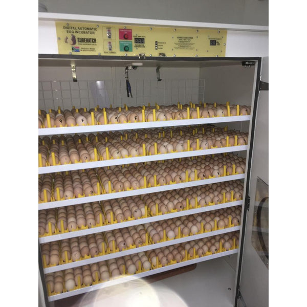 eggs incubator