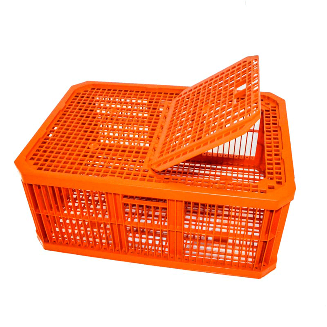 I-Live Bird Transport Crate (izinyoni ezingu-10)