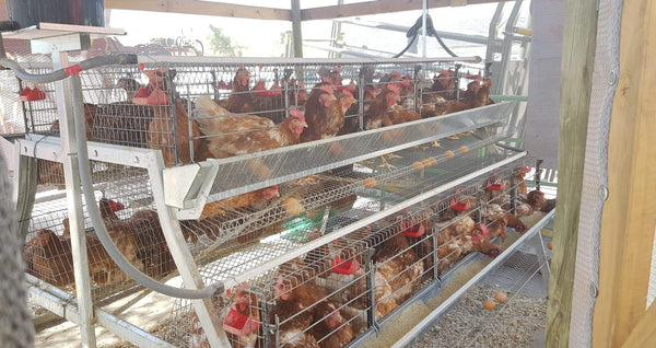 Elite 96 Bird Egg Laying Cage