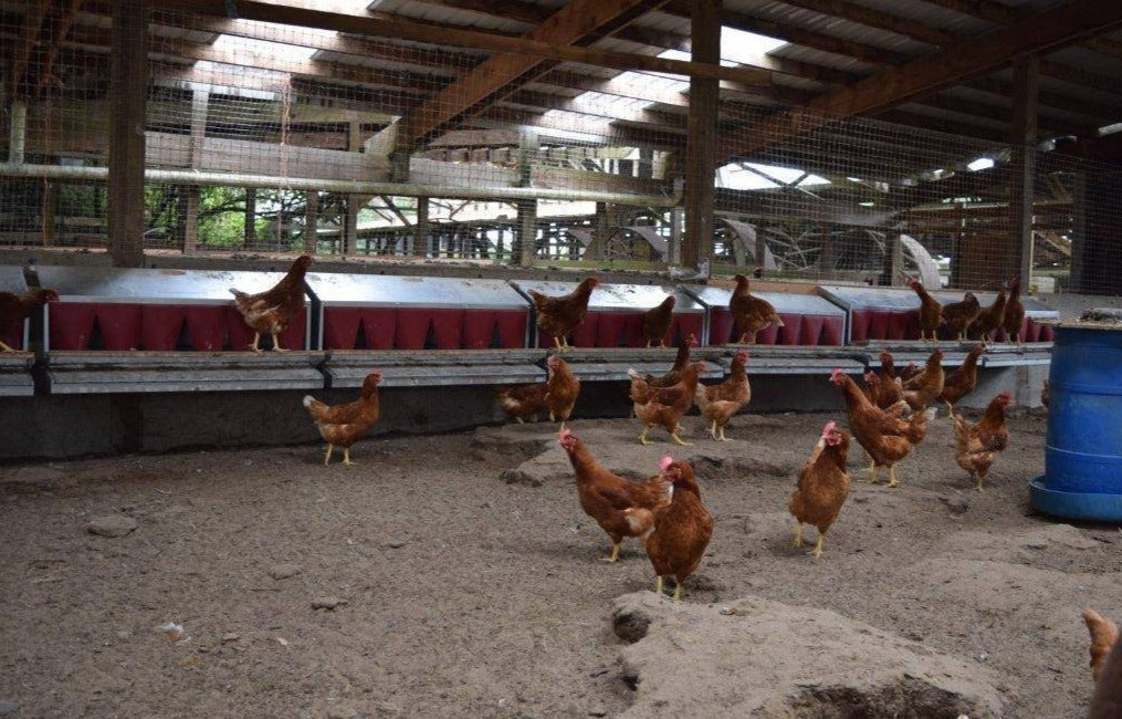 free range nesting boxes