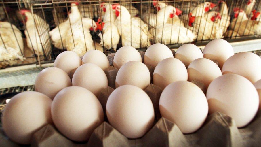 Start your own egg business